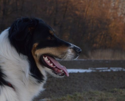 Jedes Haus braucht einen Hund